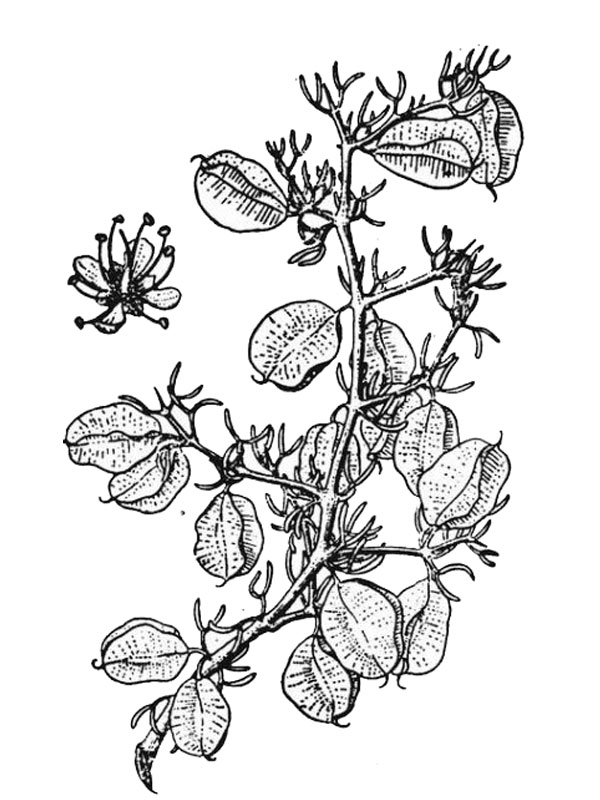 Zygophyllum zanthoxylum