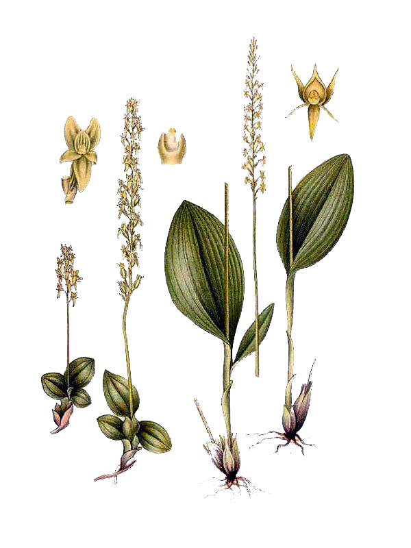 Achroanthes monophyllos