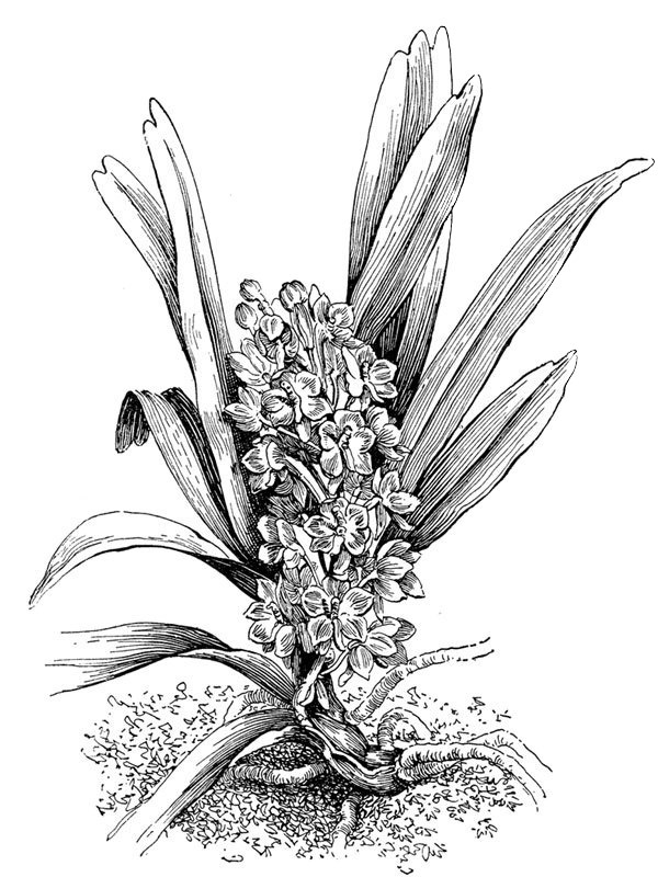 Ampullaceum saccolabium