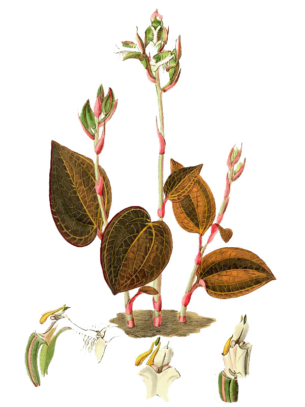 Anoectochilus regalis