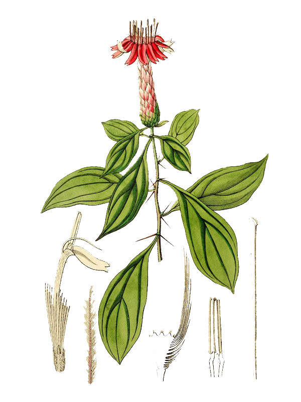 Barnadesia caryophylla
