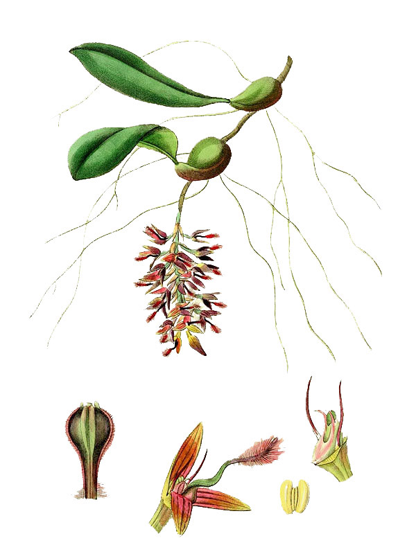 Bulbophyllum saltatorium