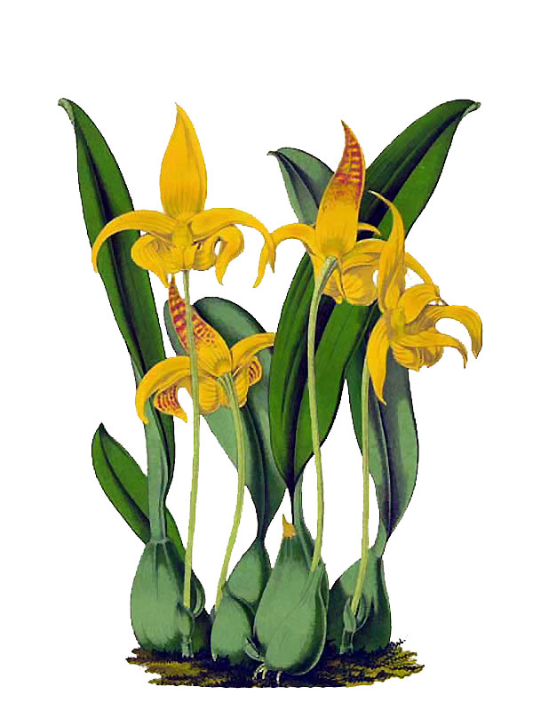 Bulbophyllum lobbi