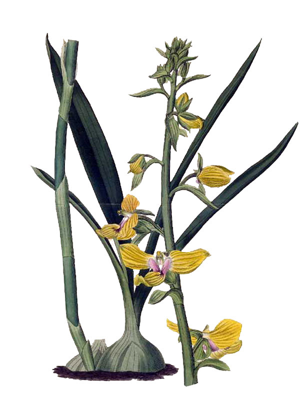 Calanthe triplicata