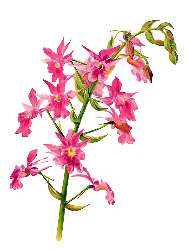 Calanthe veitchii