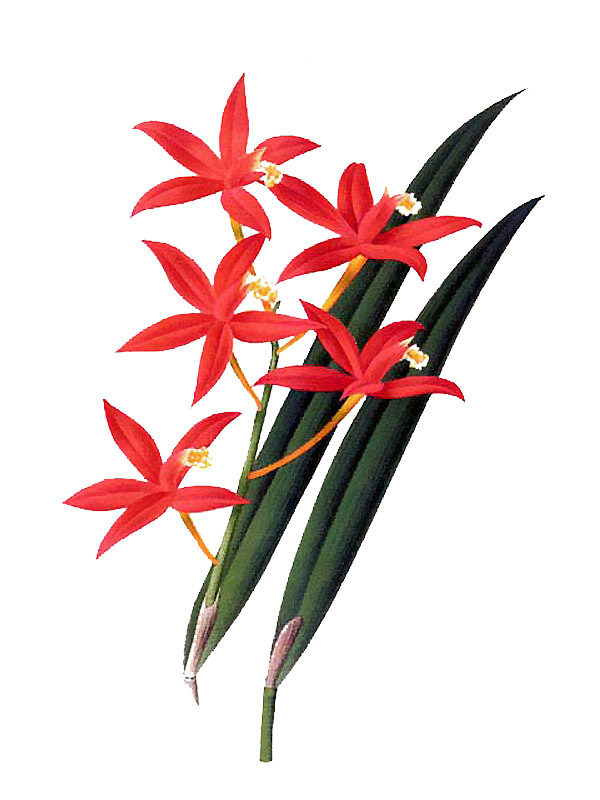 Cattleya harpophylla