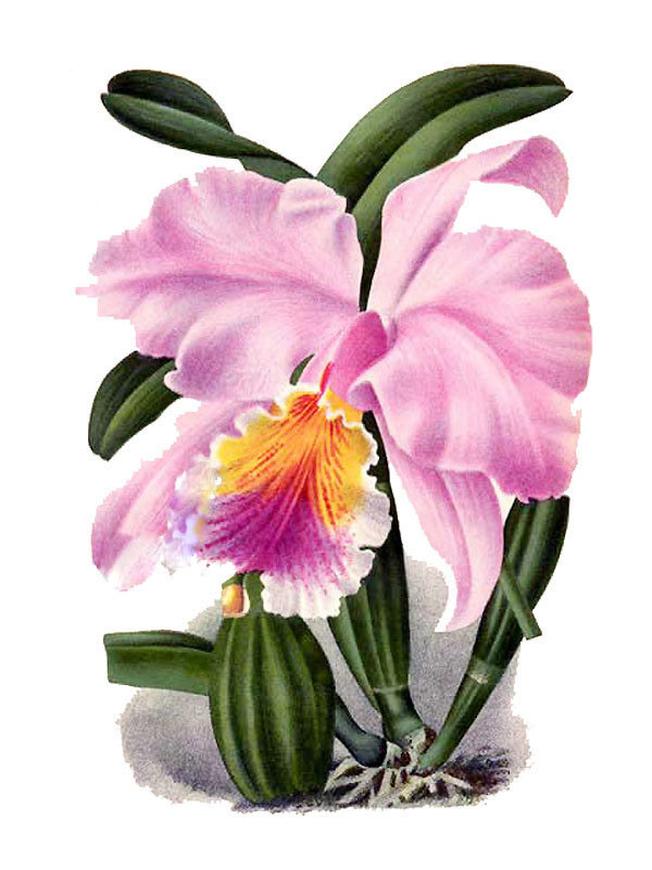 Cattleya mossiae