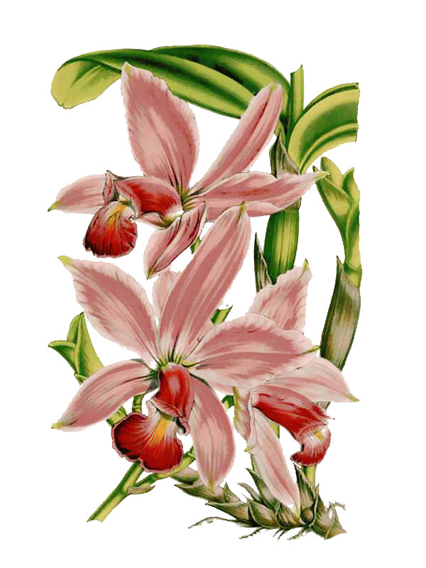 Cattleya violacea