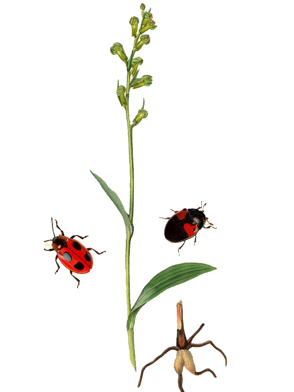 Coeloglossum viride