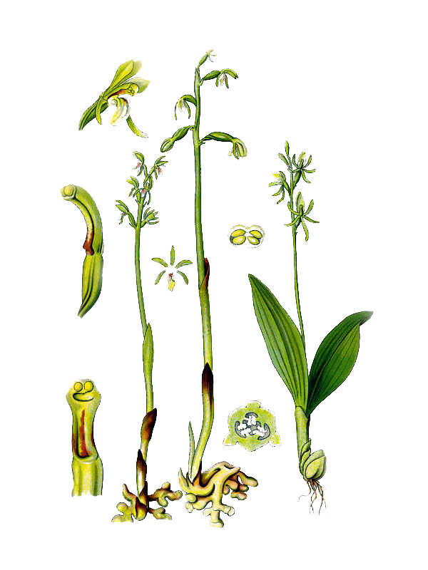 Corallorhiza trifida