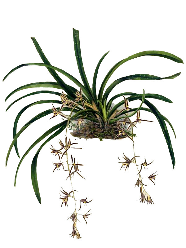 Cymbidium bicolour
