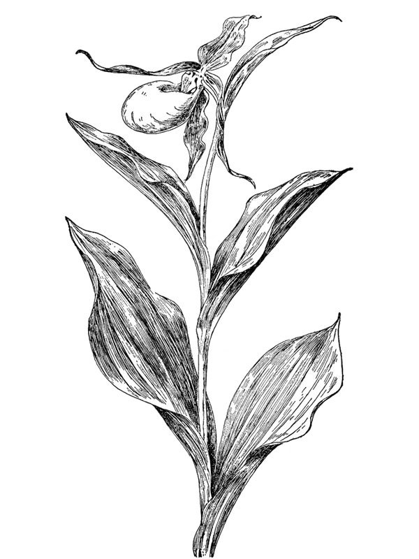 Cypripedium parviflorum
