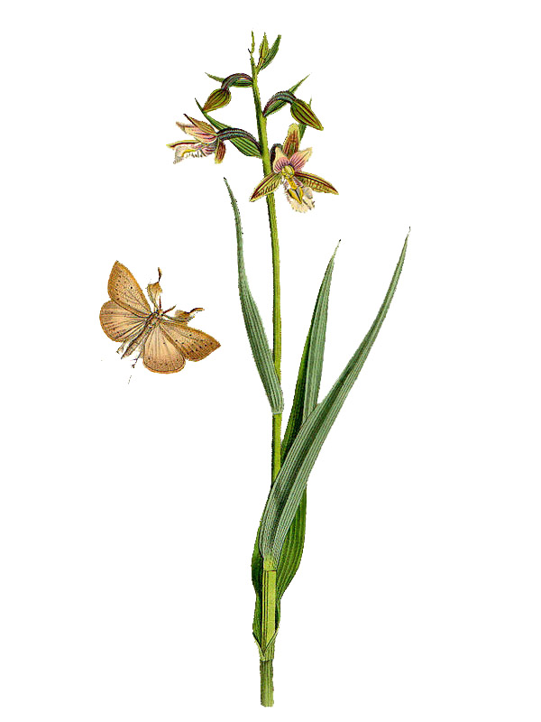 Epicactis palustris