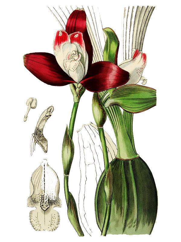 Lycaste macrophylla