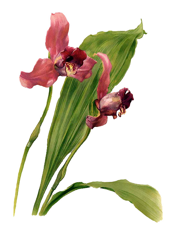 Lycaste mary