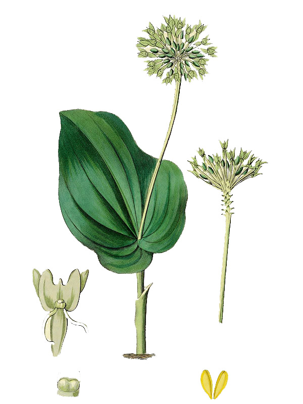 Malaxis unifolia
