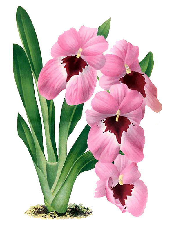 Miltoniopsis vexillaria