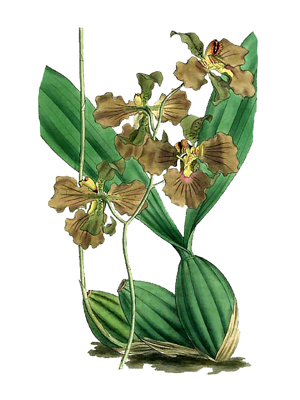 Oncidium crispum