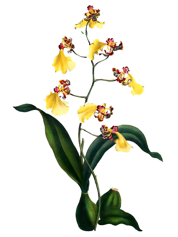 Oncidium ramosum