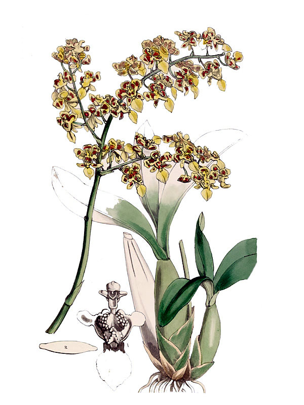 Oncidium trulliferum