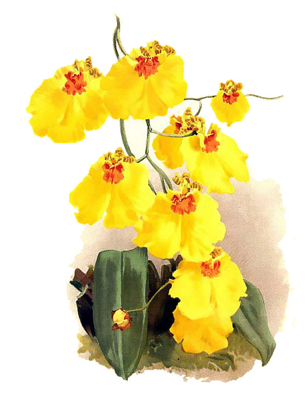 Oncidium varicosum