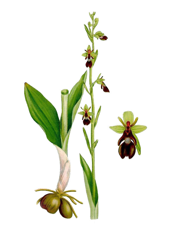 Ophrys muscifera