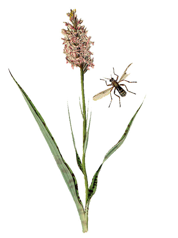 Orchis maculata