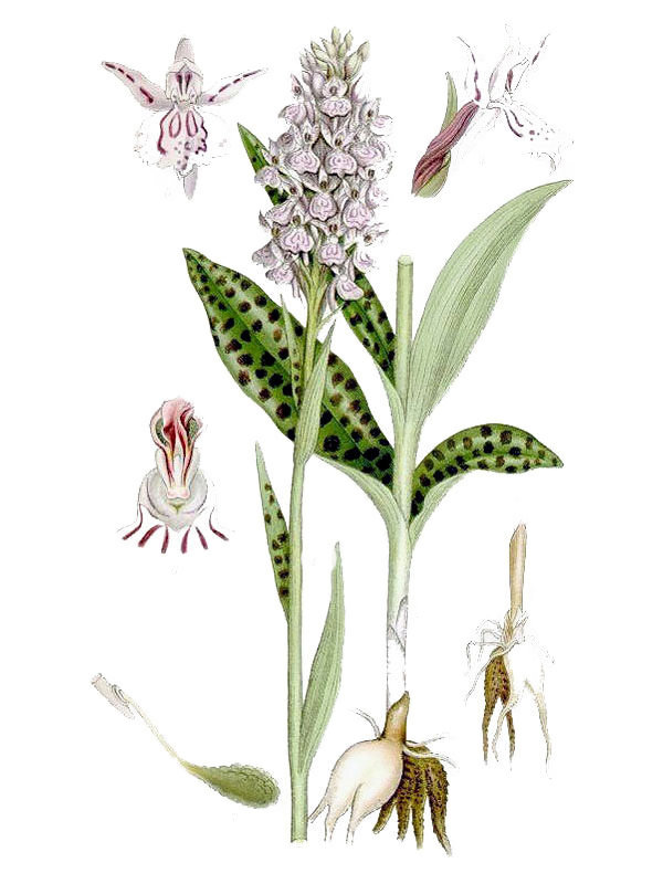 Orchis maculata