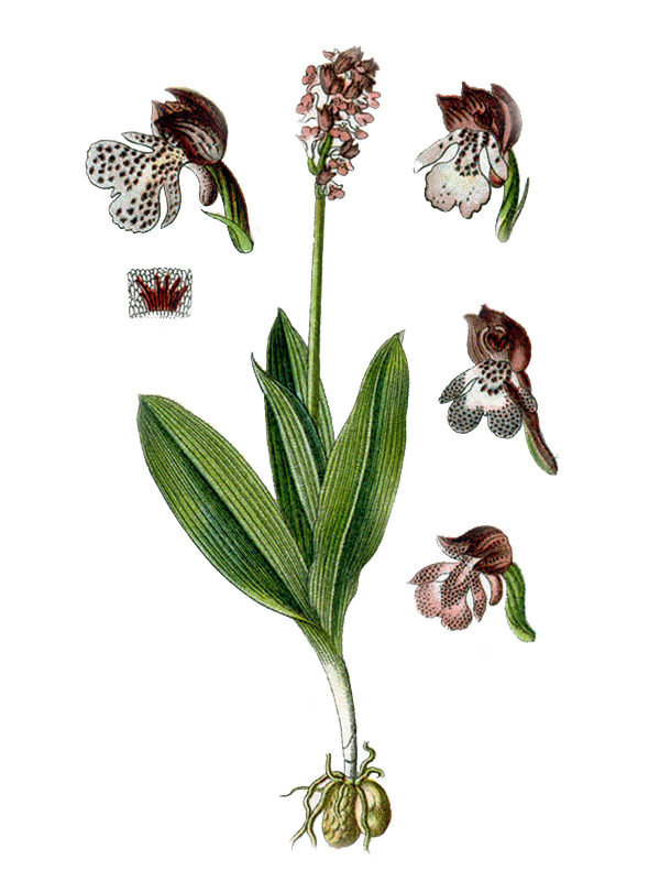 Orchis purpurea