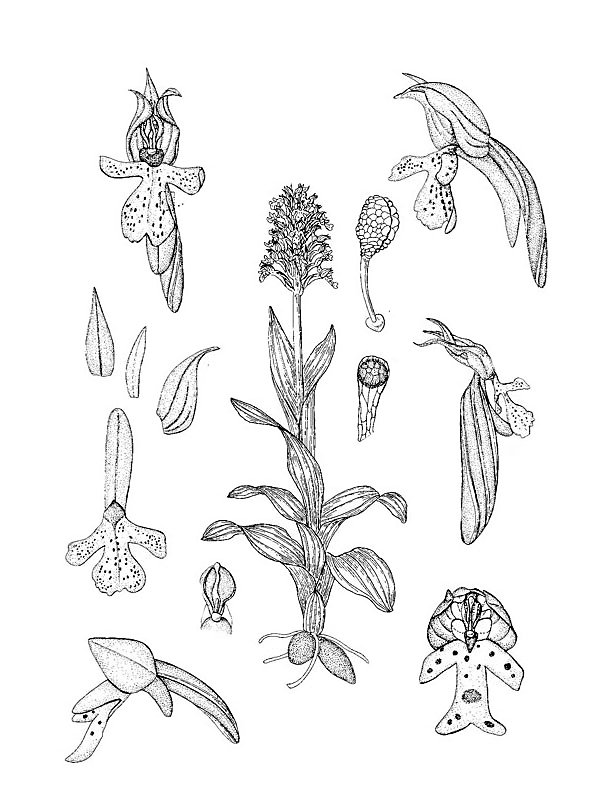 Orchis conica