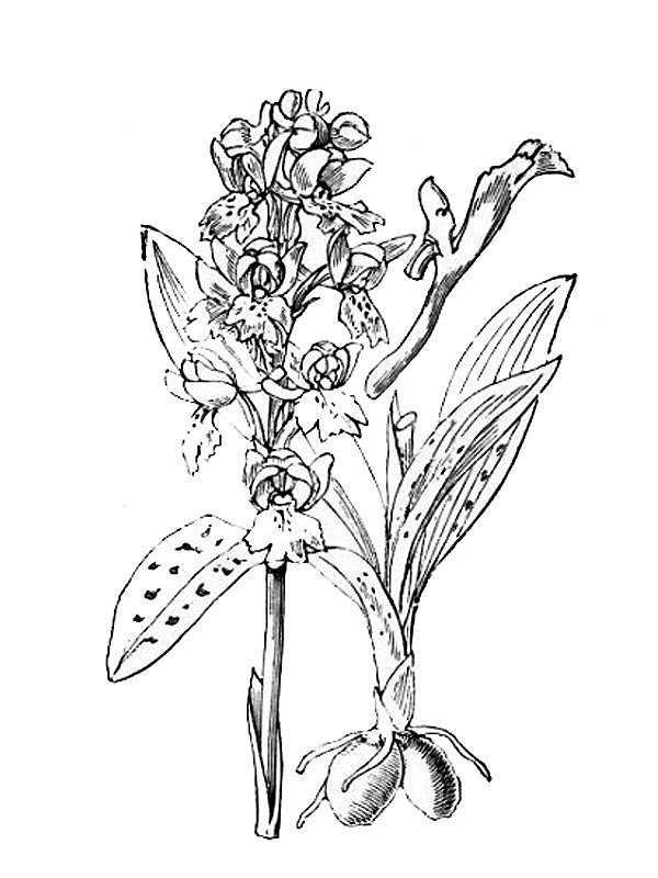 Orchis mascula