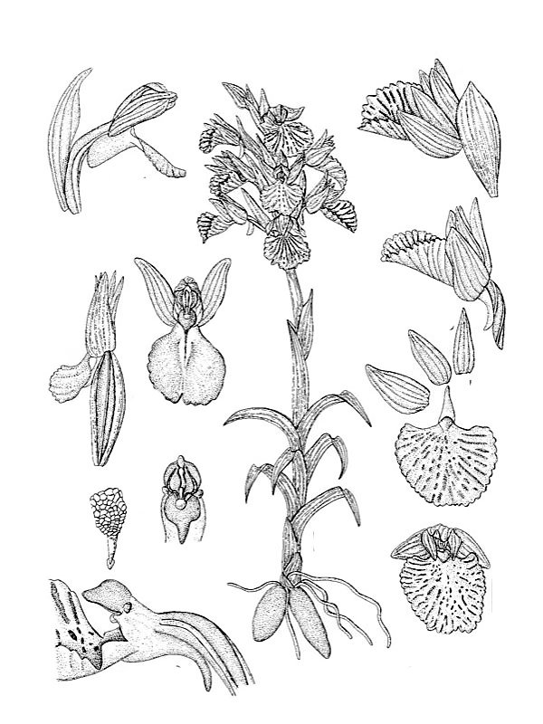 Orchis papilionacea