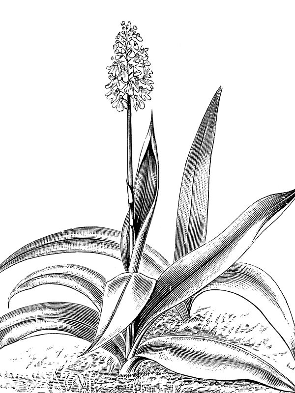 Orchis purpurea