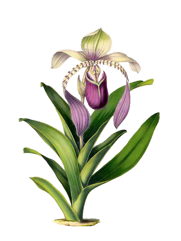 Paphiopedilum lowii