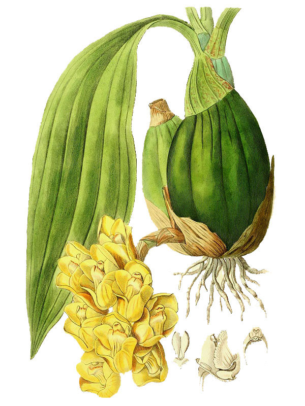Peristeria cerina