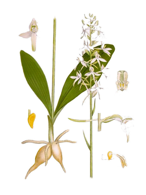 Platanthera bifolia