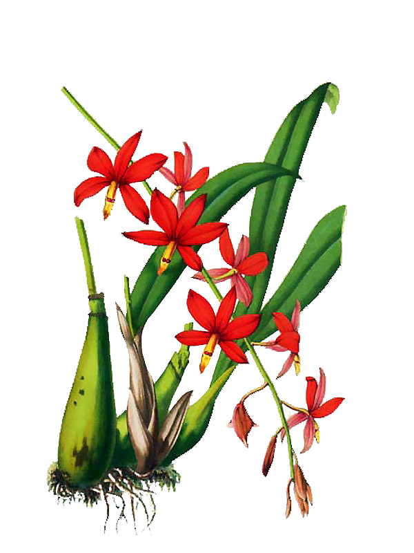 Prosthechea vitellina