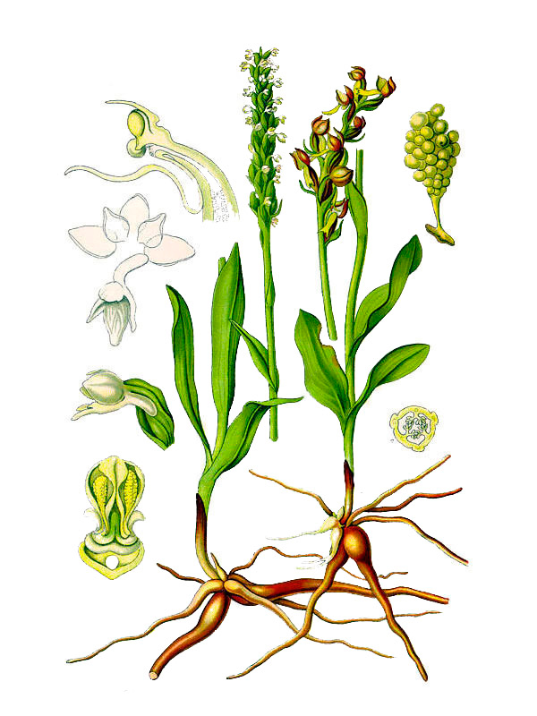 Pseudorchis albida
