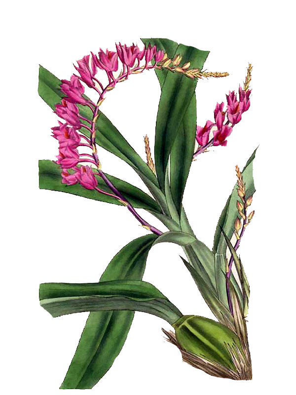 Rodriguezia secunda