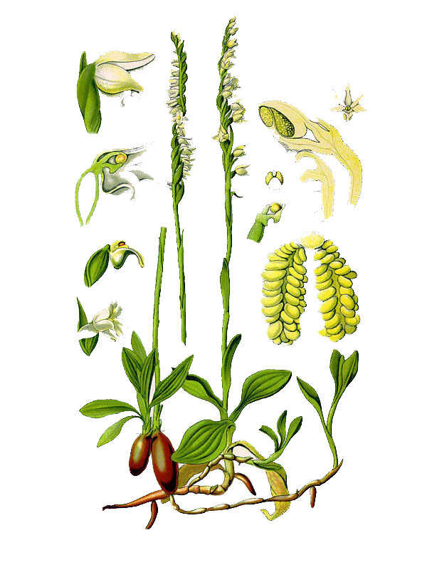 Spiranthes spiralis