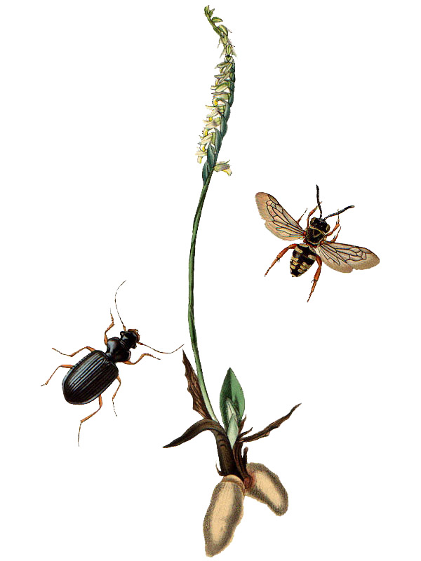Spiranthes spiralis