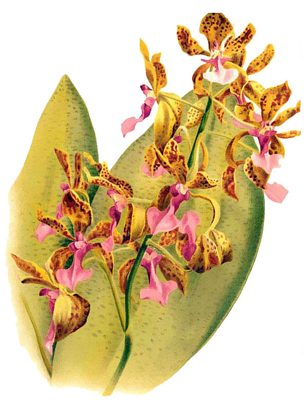Trichocentrum lanceanum