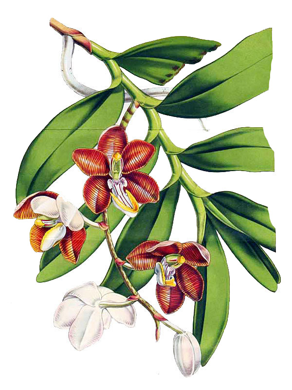 Vanda cathcartii