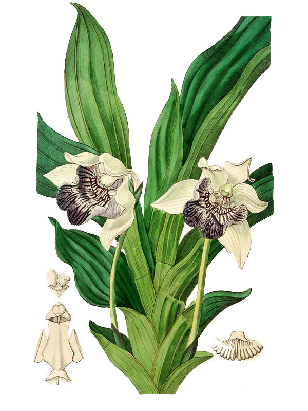 Zygopetalum cochleare