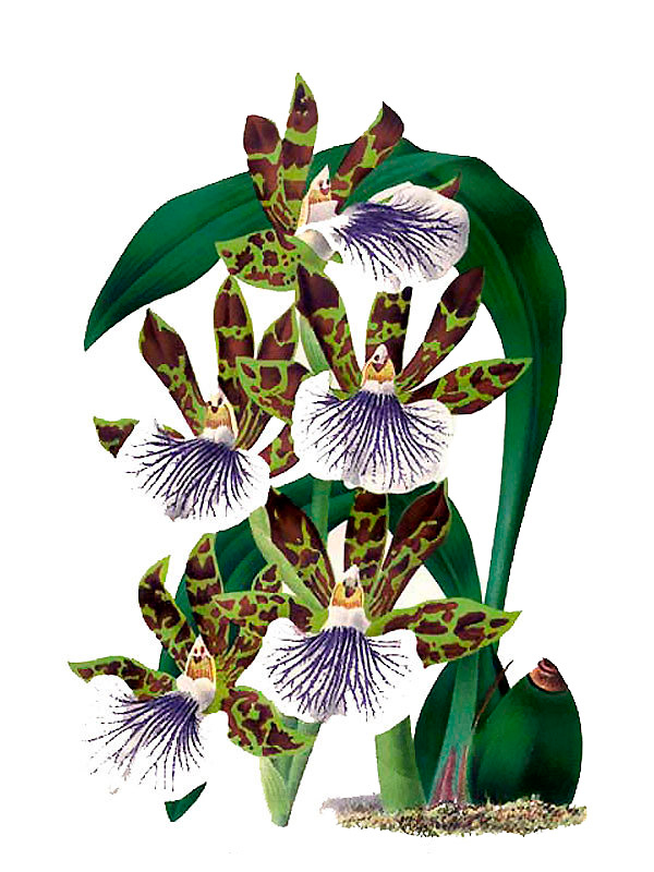 Zygopetalum crinitum