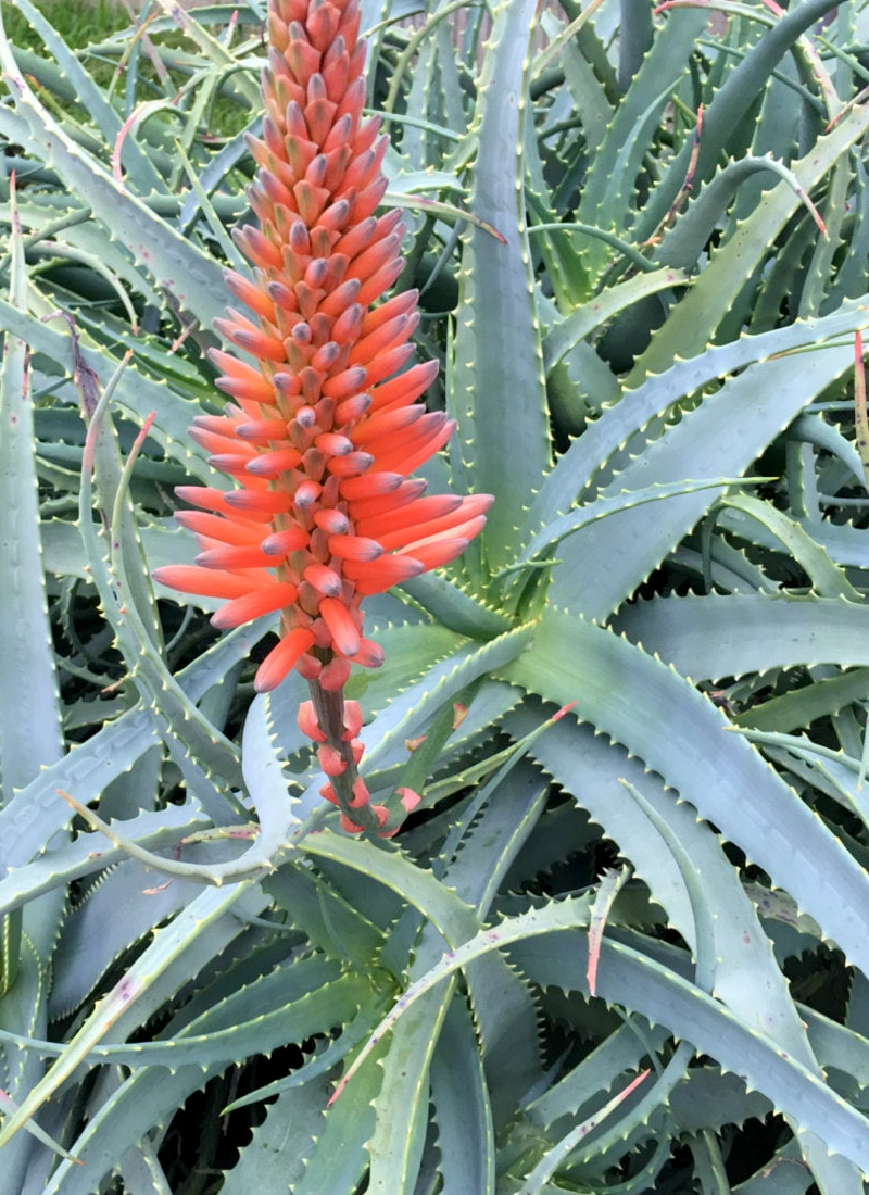 Aloe arborescens. Flora de Canarias. Flora endmica y silvestre de Islas  Canarias