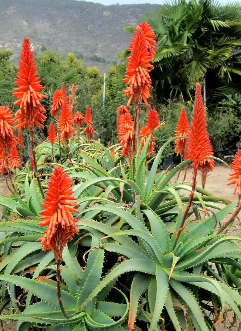 Aloe arborescens. Flora de Canarias. Flora endmica y silvestre de Islas  Canarias